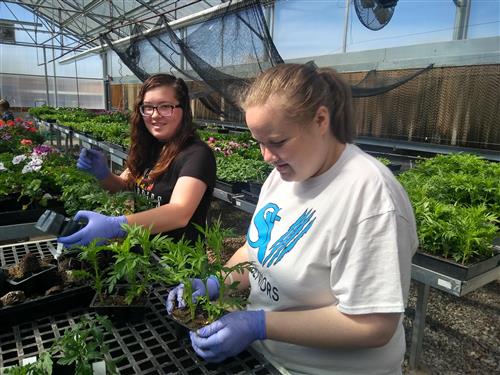 students working in greenhouse 